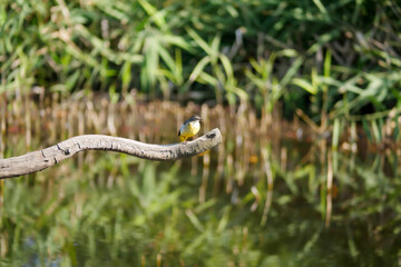 日本の秋、水辺の野鳥