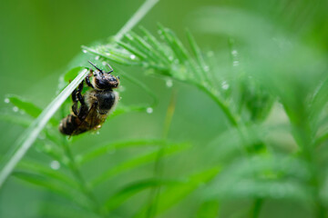 

close-up of a bee in dew drops on green grass