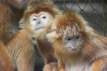 Mother and baby portrait of East Javan langur