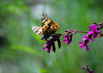 butterfly sits on a red wildflower