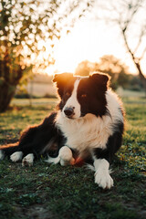 Coucher de soleil en bonne compagnie 