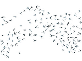 Flying swallow birds silhouettes vector illustration. Migratory martlets bevy isolated on white. 