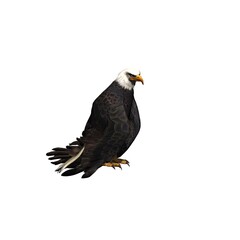 Wild animals - eagle - isolated on white background - 3D illustration