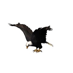 Wild animals - eagle - isolated on white background - 3D illustration