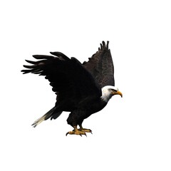 Wild animals - eagle - isolated on white background - 3D illustration