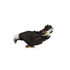 Wild animals - eagle - isolated on white background - 3D illustration