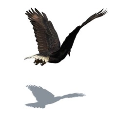 Wild animals - eagle with shadow on the floor - isolated on white background - 3D illustration