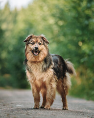 Portrait of a mongrel dog