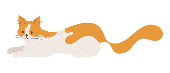 Cat character isolated on white. Vector pet drawn in orange and white, good for vet clinic and pet cafe service design