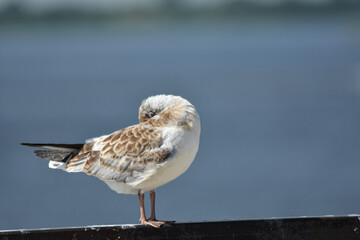 bird on the river bank close-up