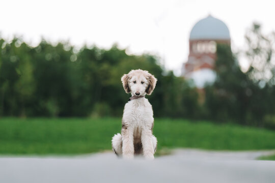 Afghan Hound Puppy