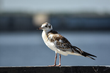bird on the river bank close-up