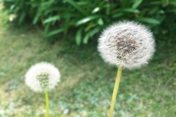 たんぽぽの綿毛