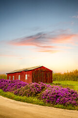 Old abandoned red barn in the blossoming yellow field at the end of the day © Daco