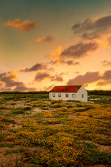 Abandoned house in the  sunset, orange flower field