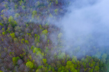Beech forest in springtime, Irias forest, San Pedro de Soba, Alto Ason, Soba Valley, Cantabria, Spain, Europe