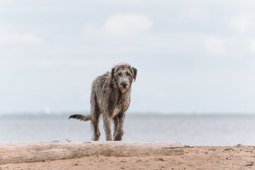 dog on the beach