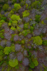 Beech forest in springtime, Irias forest, San Pedro de Soba, Alto Ason, Soba Valley, Cantabria, Spain, Europe