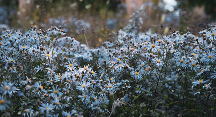 Selective focus shot of aster flowers