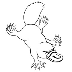 Swimming platypus on white background