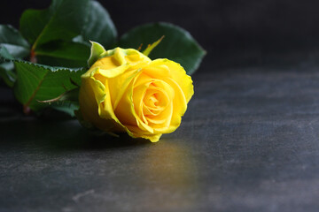 Fototapeta premium beautiful yellow rose shot in natural light on dark background.