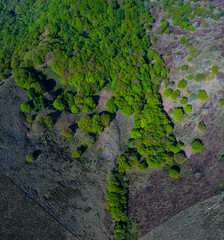 Oak forest in springtime, Remendon forest, Guriezo Municipality, Cantabria, Spain, Europe