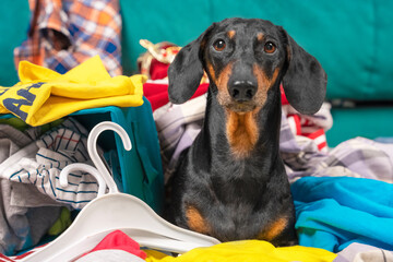 Funny dachshund dog sorts things in the wardrobe, sits in pile of clothes and hanger and thinks...