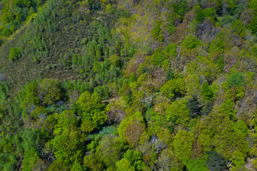 Oak forest in springtime, Remendon forest, Guriezo Municipality, Cantabria, Spain, Europe