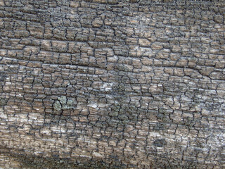 Old Weathered Wood Texture Natural Background.