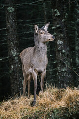 Naklejka na ściany i meble Deer at the Glen Etive, Scotland