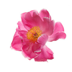 Beautiful bright pink with a yellow center peony flower isolated on white background.