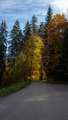 Obraz premium Forest in Autumn, Austria