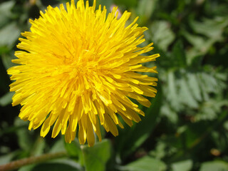 Yellow blowball macro on natural background