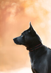 portrait of a black dog