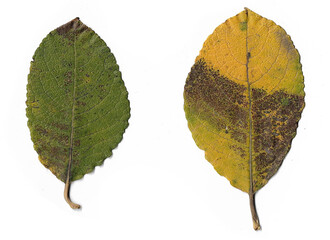 Wundervolle, herbstliche Blätter eines Baumes auf weißem Untergrund