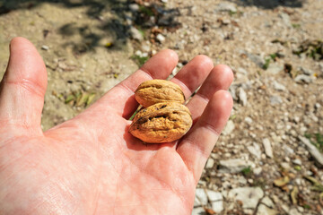 Walnuts in hand. Greece