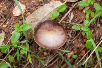 setas, seta, hongo, comida, ingrediente, venenoso, veneno, otoño, naturaleza, natural