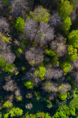 Beech forest in springtime, Sierra de Hornijo, Alto Ason, Soba Valley, Cantabria, Spain, Europe