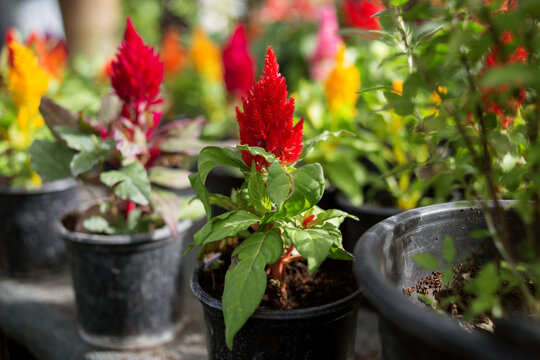 beautiful red flower in a pot called celosia plumosa (plume cockscomb), photo taken in a store about selling flowers, seedling seeds. Soft focus