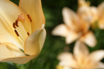 yellow lily closeup