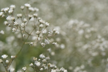 flowers in snow