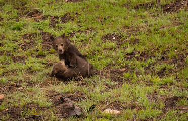 Grizzly Bear Cubs Playing In Forest