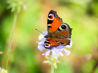 クジャクチョウ(peacock butterfly)