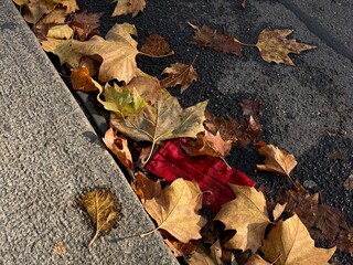 red medical mask and autumn leaves on the ground