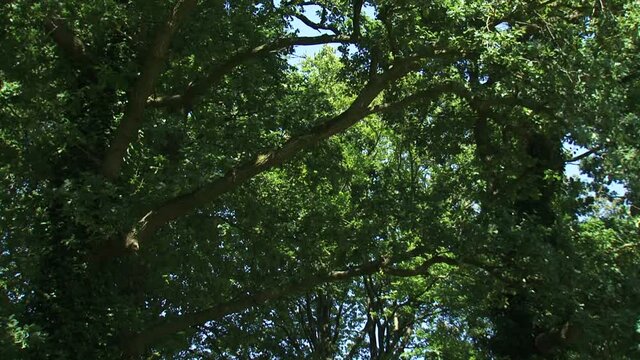 Oak forest in summer breeze - low angle