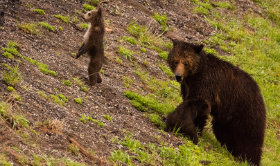 Fototapeta na wymiar Grizzly Bear Mother and Cub