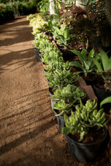 plants for sale in pots along the path in a store selling seedlings, side view