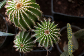cactus top view, photo taken in a store selling plants, seedlings and seeds. Soft focus