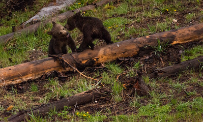 Grizzly Bear Cubs Playing In Forest