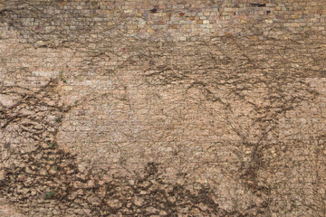 ivy on brick wall